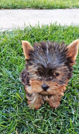 Yorkshire terrier