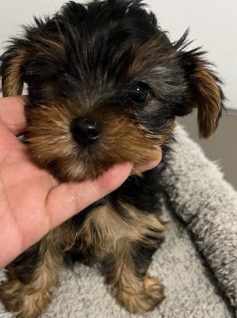 Yorkshire terrier