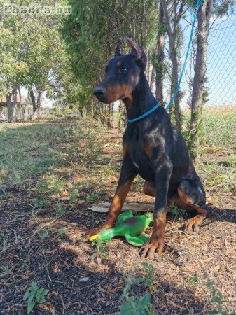 Dobermann