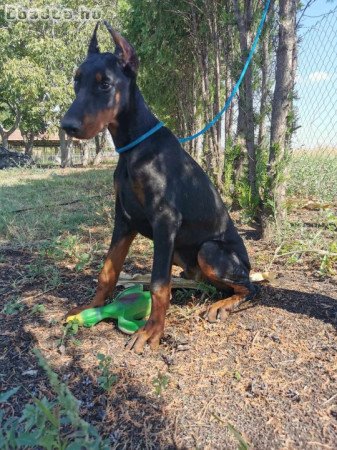 Dobermann