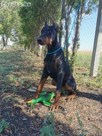 Dobermann