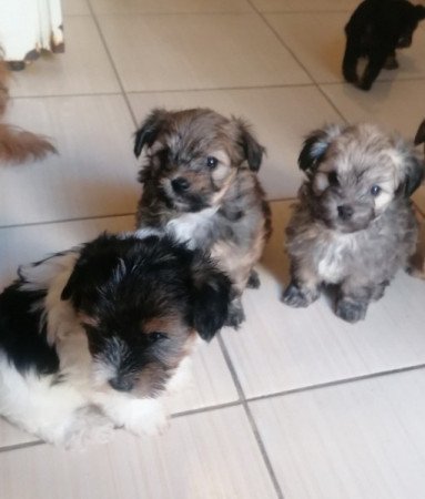 Yorki és havanese