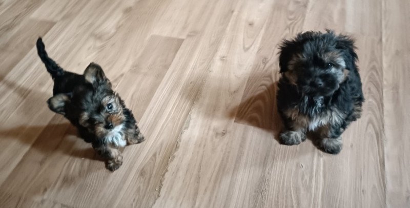 Yorki és havanese