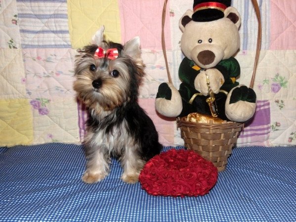 Yorkshire Terrier, Yorki