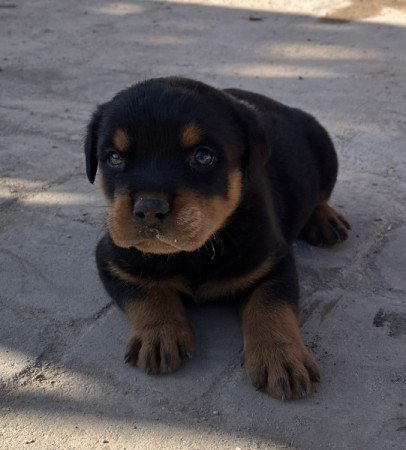 Rottweiler