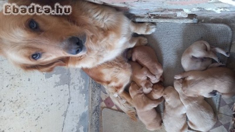 Golden retriever kiskutyák gazdit keresnek!