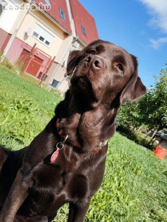 Eladó fekete labrador kölykök