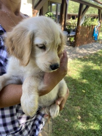 Golden Retriever