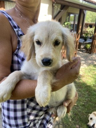 Golden Retriever