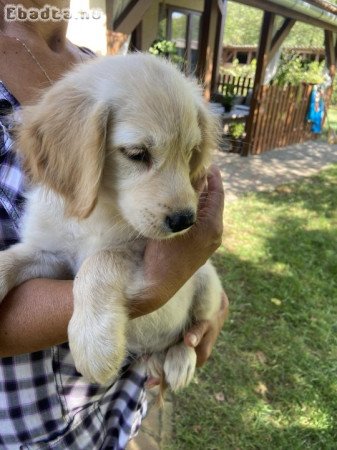 Golden retriever kiskutya