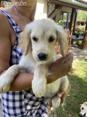 Golden retriever kiskutya