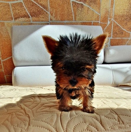 Yorkshire terrier