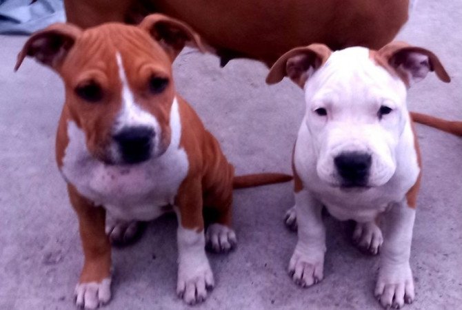 amerikai staffordshire terrier