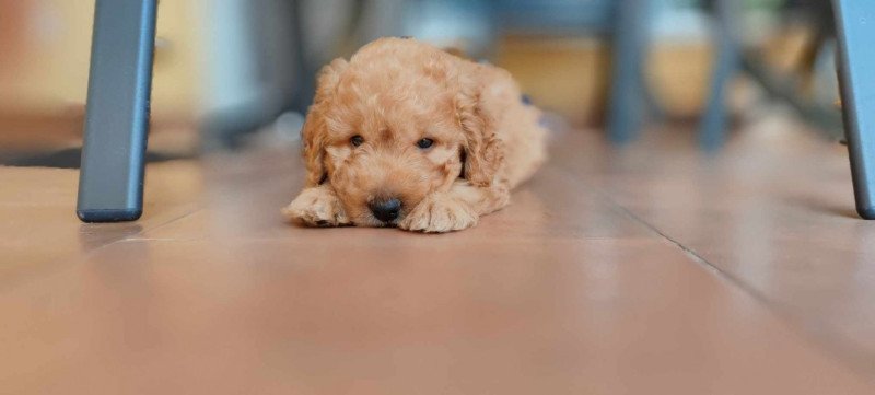 Cavapoo