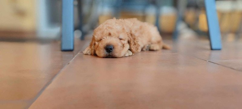 Cavapoo