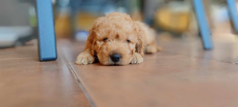 Cavapoo