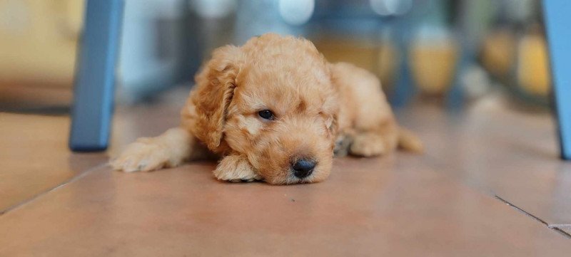 Cavapoo