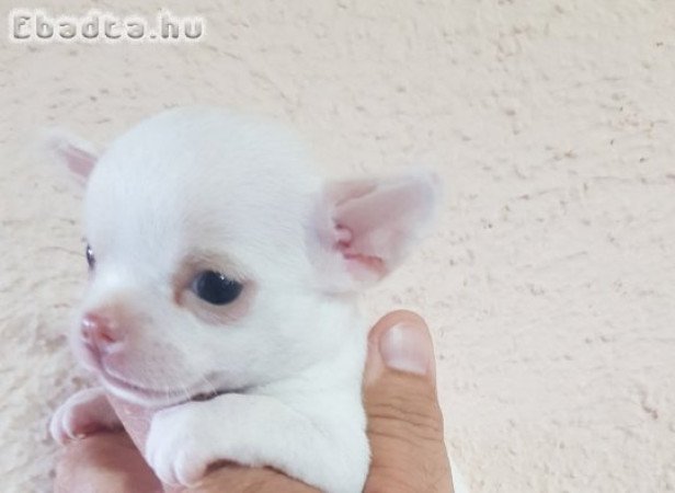 Mini Chihuahuas