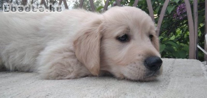 Golden retriever kölyök