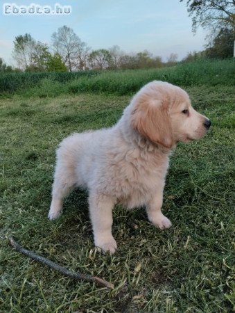 Golden retriever kölyök