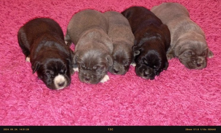 Cane Corso