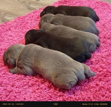 Cane Corso