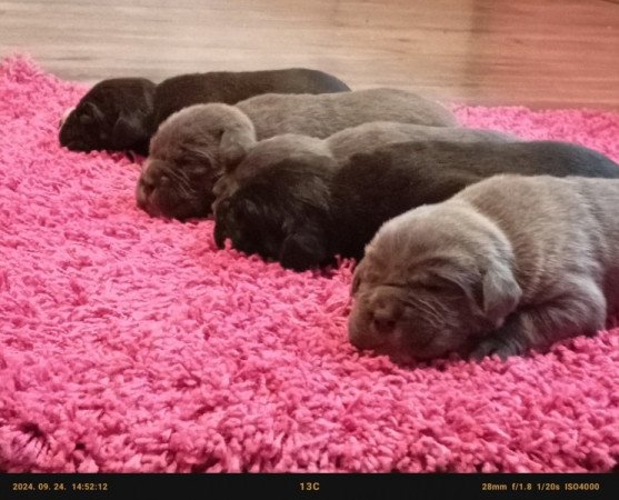 Cane Corso