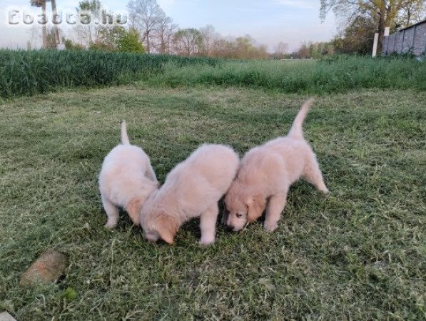 Golden retriever kölyök