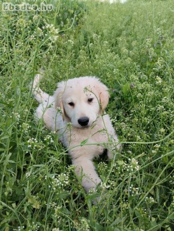 Golden retriever kölyök