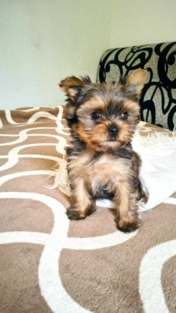 Yorkshire terrier