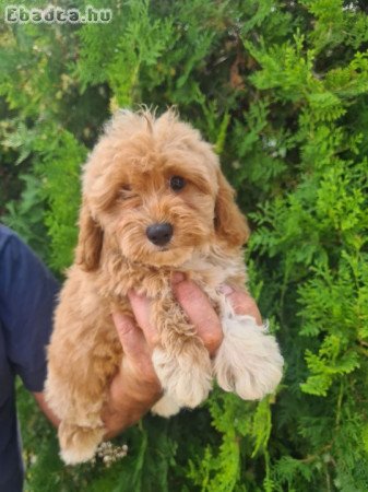 Maltipoo puppies