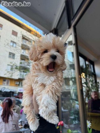 Maltipoo puppies