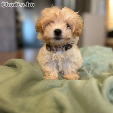 Maltipoo puppies