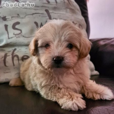 Maltipoo puppies