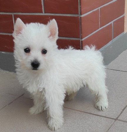 Westie