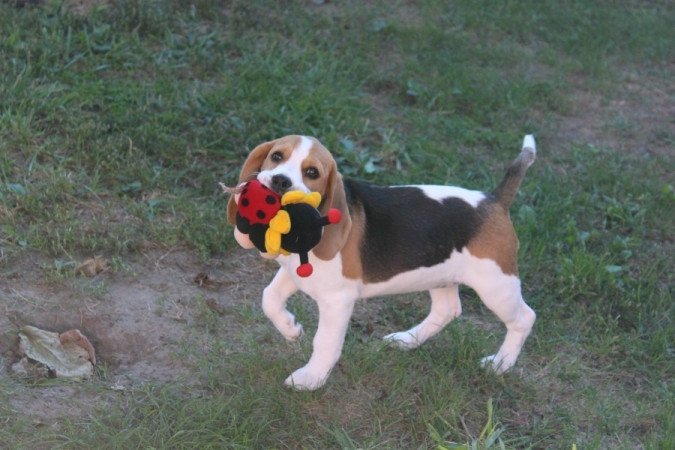 beagle