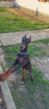 Dobermann kölyök