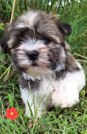 Bichon havanese