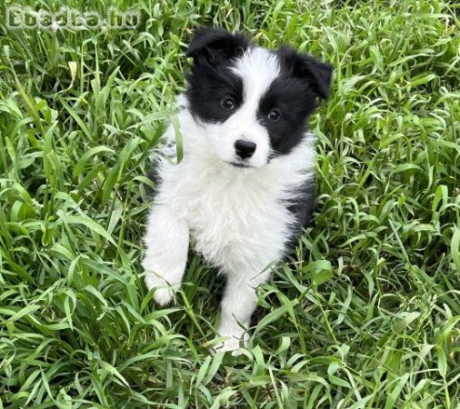 Border Collie