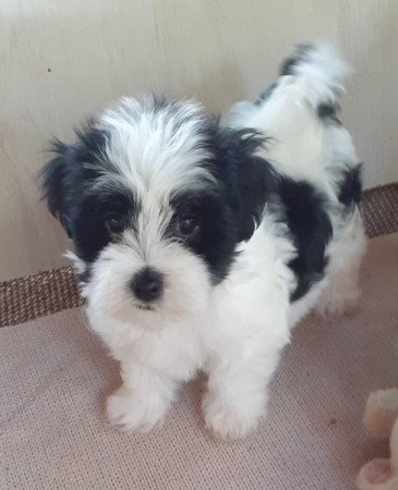 Bichon havanese