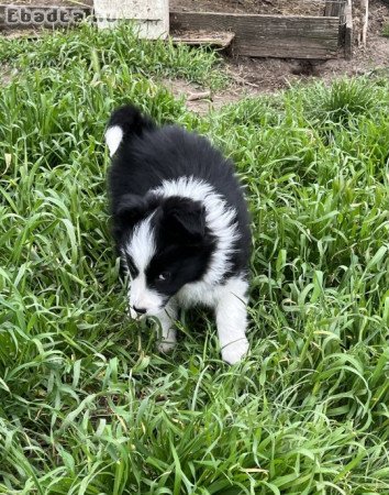 Border Collie