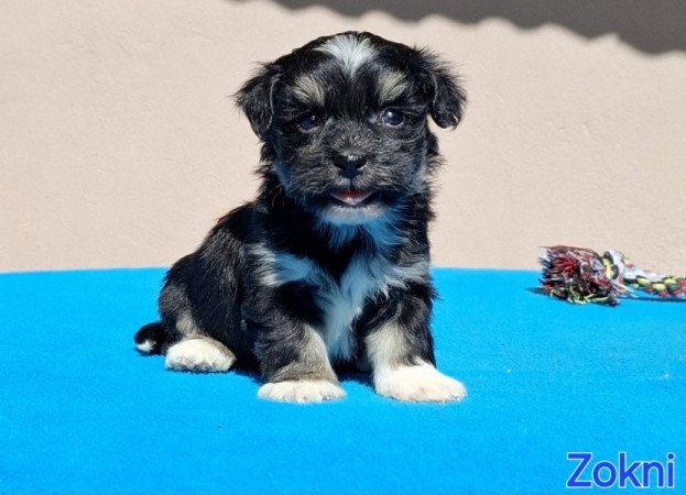 Bichon havanese