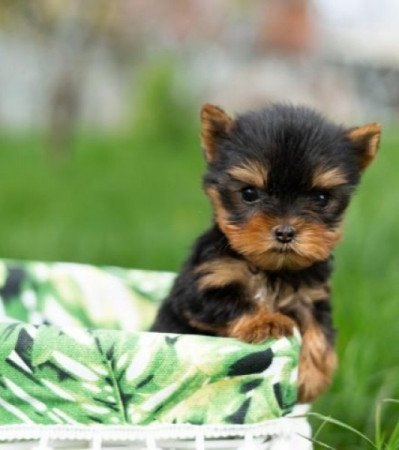 Yorkshire terrier