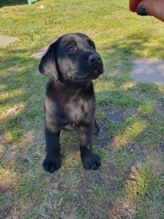 Labrador retriever