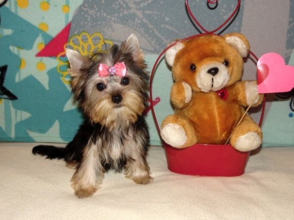 Yorkshire Terrier, Yorki