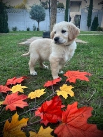 Golden retriever