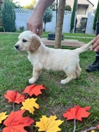 Golden retriever