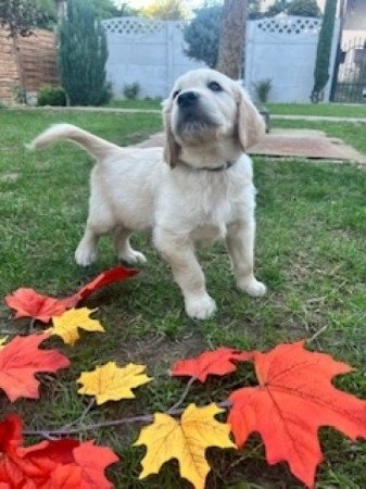 Golden retriever