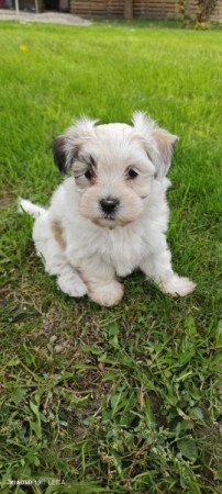 Bichon havanese