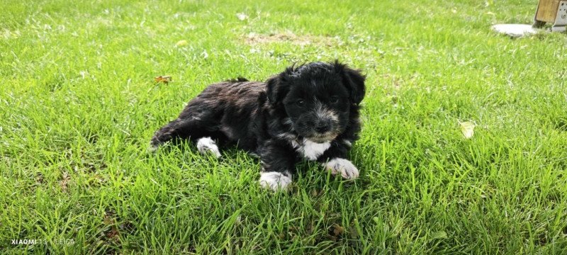 Bichon havanese